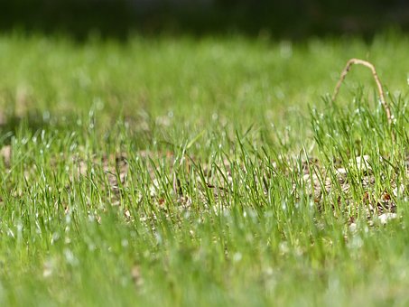Free Meadow Green photo and picture