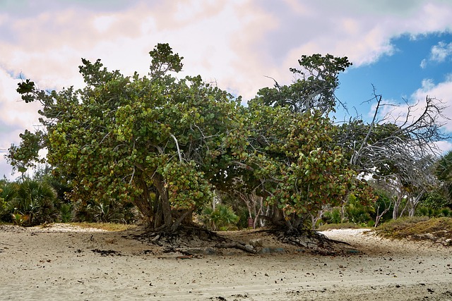 Cuba, Doca Seca, Árvores, Areia, Turismo
