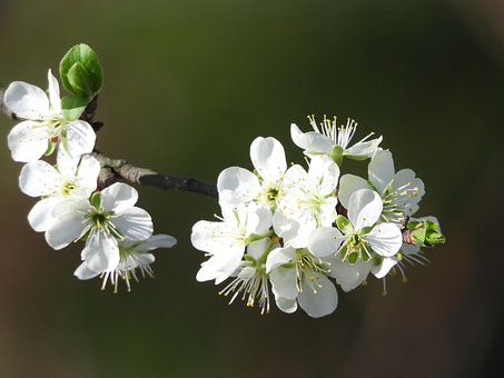 Obstbaum, Blumen, Schöne Blumen, Feder