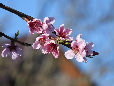Pfirsich, Baum Peach, Blühend, Feder