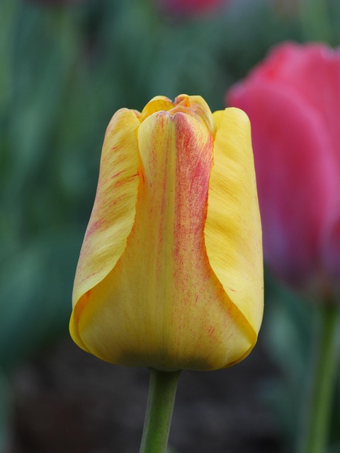 Tulpe, Schöne Blumen, Tulpen, Gelb