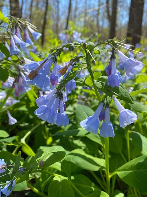 Free Bluebells Flowers photo and picture