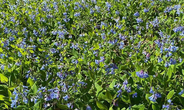 Free Bluebells Virginia photo and picture
