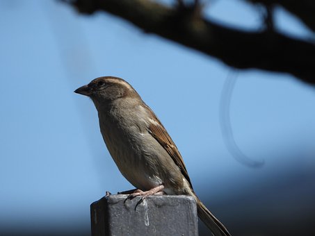 Spatz, Vogel, Garten, Zaun, Klima