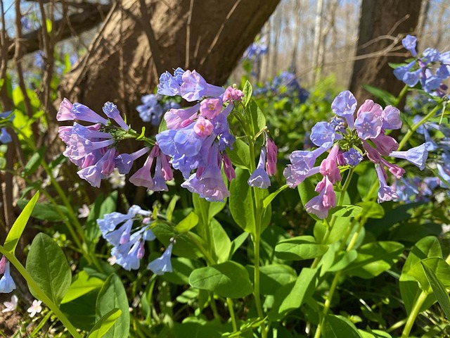 Free Bluebells Spring photo and picture