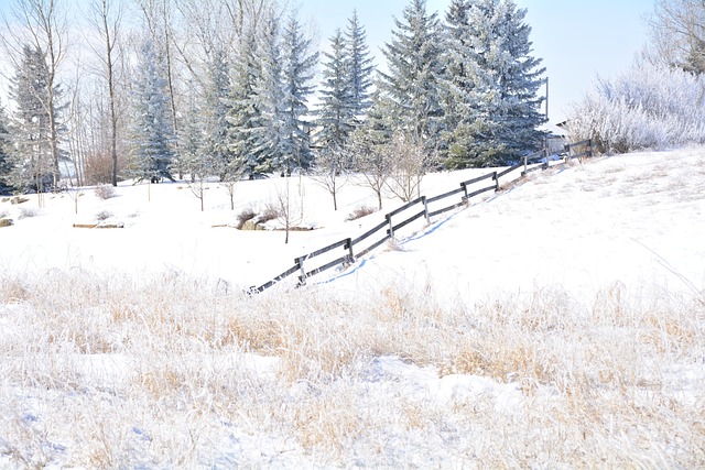 Free Alberta Winter photo and picture