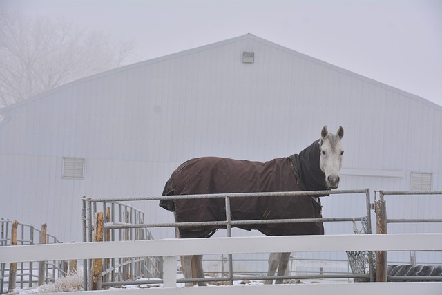 Free Alberta Horse photo and picture