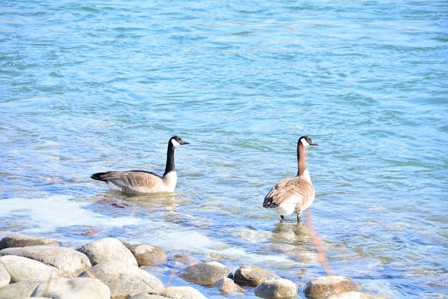 Free Geese Canadian photo and picture