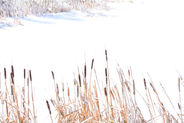 Free Cattails Pond photo and picture