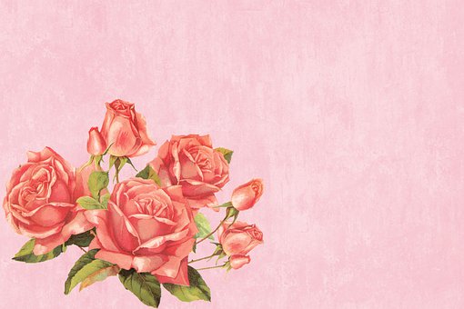 Blüte, Blume, Natur, Flora, Feder