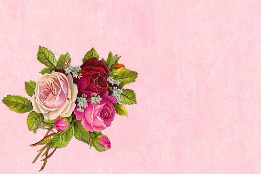 Blüte, Blume, Natur, Flora, Feder