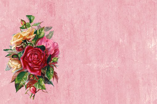 Blüte, Blume, Natur, Flora, Feder