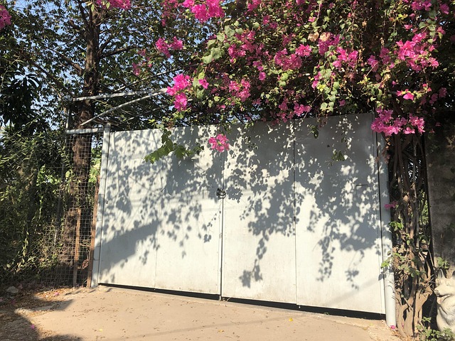 Free Bougainvillea Gate photo and picture