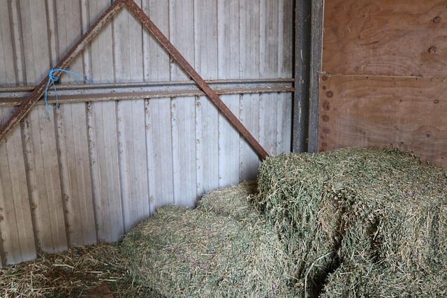 Carli Ryestar foin dépoussiéré de haute qualité pour chevaux