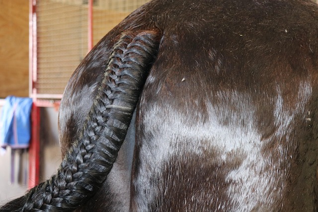 Tresse Colle Queue De Cheval Afro