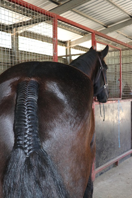 Trança Rabo De Cavalo Estável - Foto gratuita no Pixabay - Pixabay