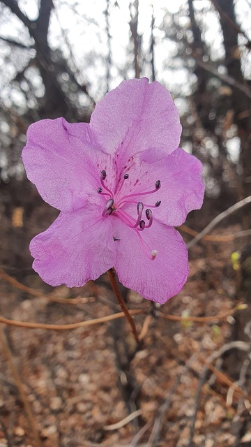 Azalea Pink Flower - Free photo on Pixabay - Pixabay