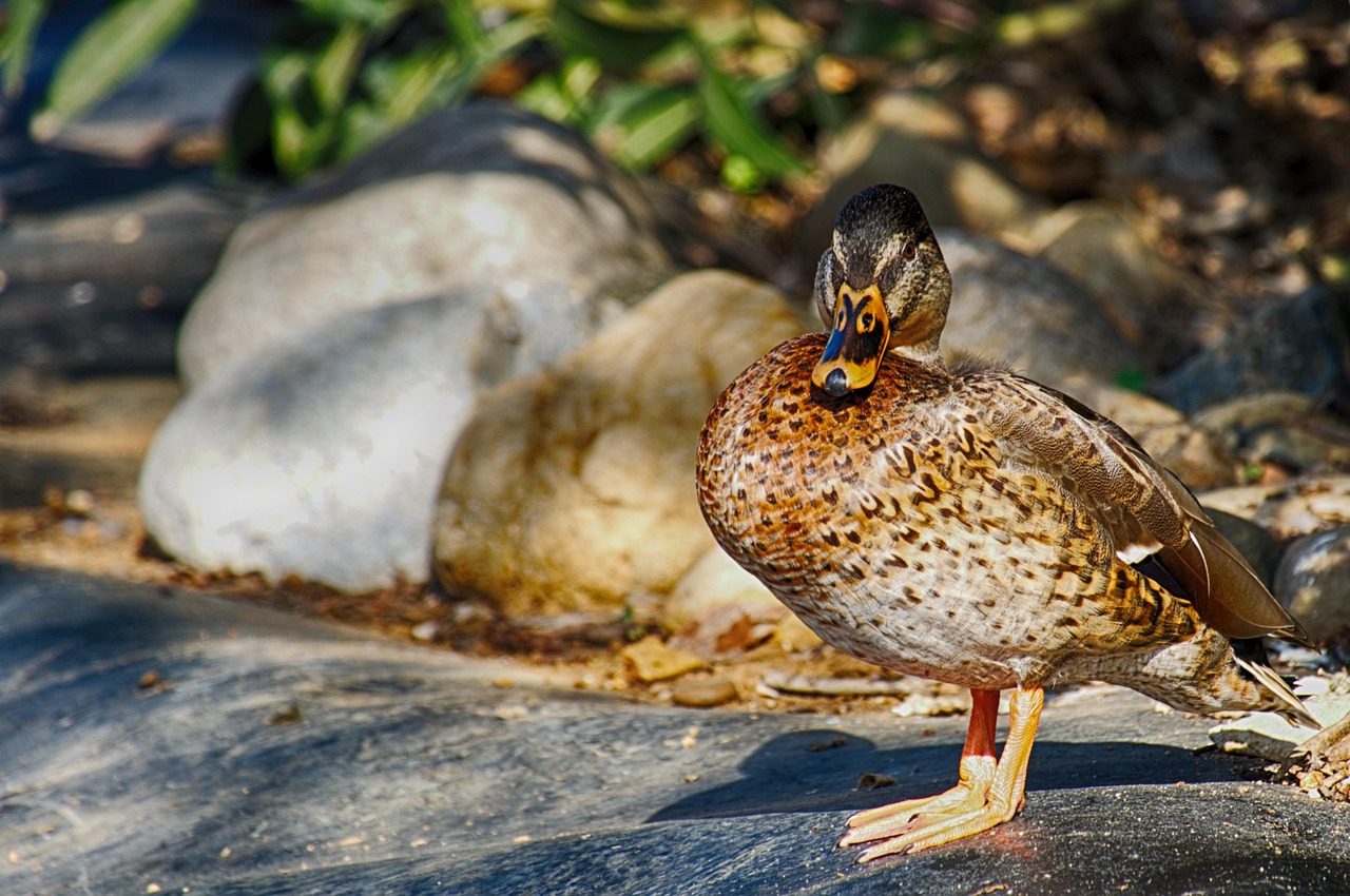 Duck - free online jigsaw puzzle photo