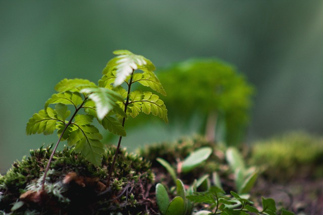 Blad, Macro, Natuurlijk, Natuur, Bokeh