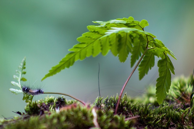 Blad, Insect, Rups, Natuur, Bokeh