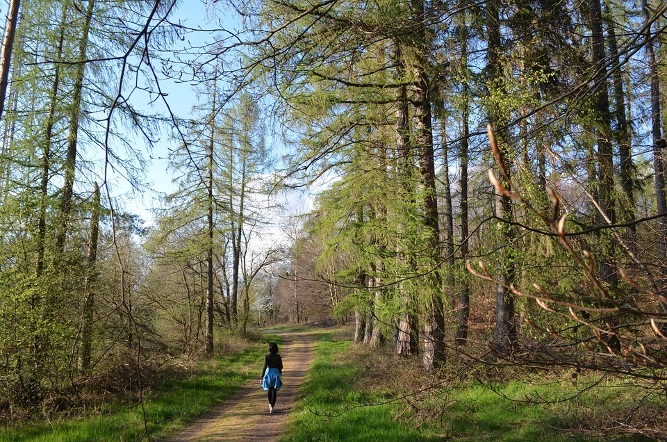 Wald, Wandern, Atmen, Spaziergang, Mensch, Weg, Bäume