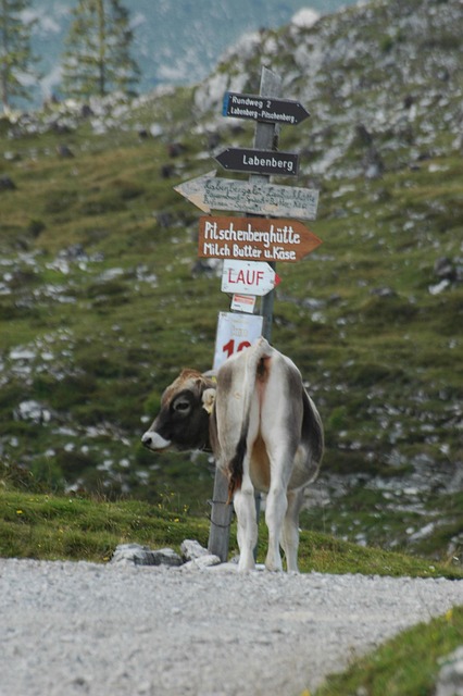 Free Cow Decision photo and picture