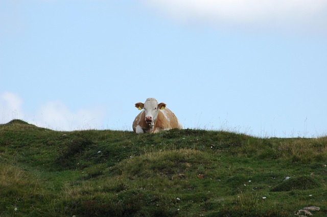 Free Cow Pasture photo and picture
