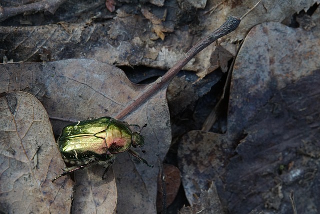Free Beetle Large Rose Beetle photo and picture