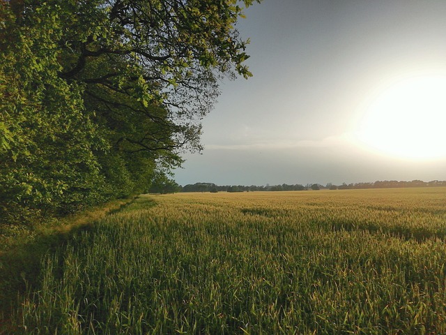 Free Field Nature photo and picture