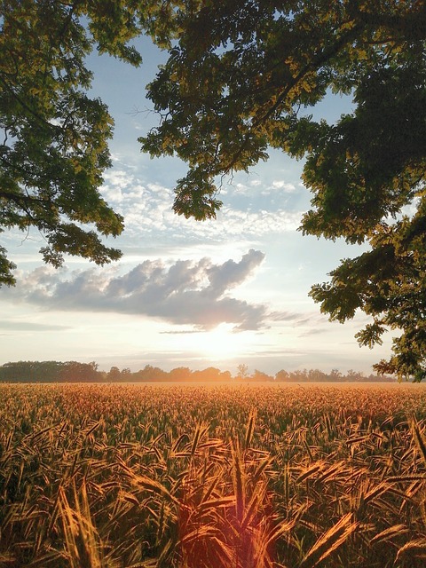 Free Ears Grain photo and picture