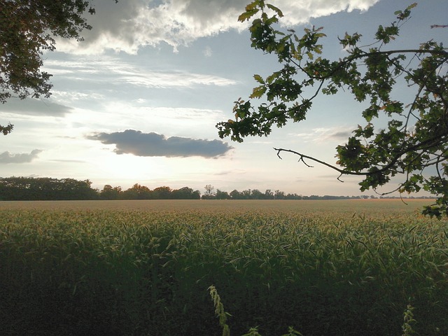 Free Field Sky photo and picture