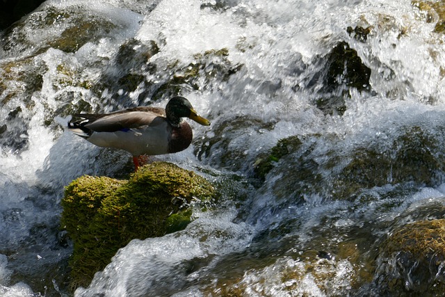 Free Duck River photo and picture