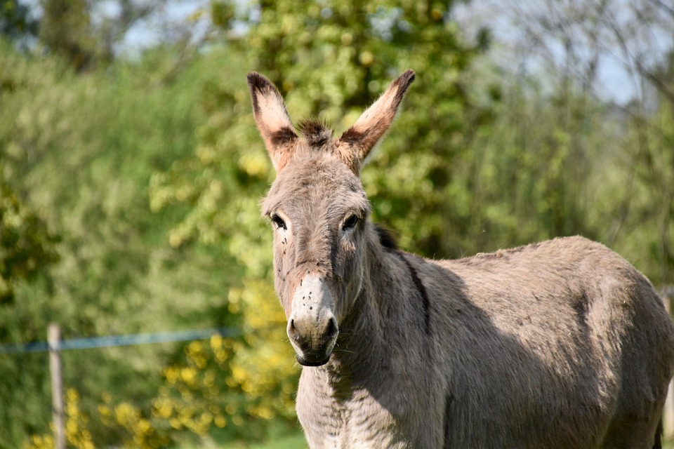 Burro Fedora