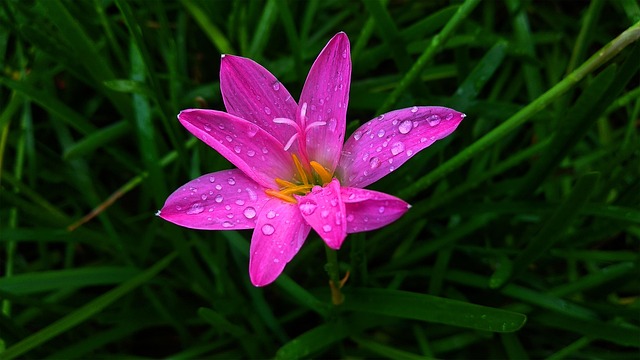 Free Pink Rain Lily Pink Lily photo and picture