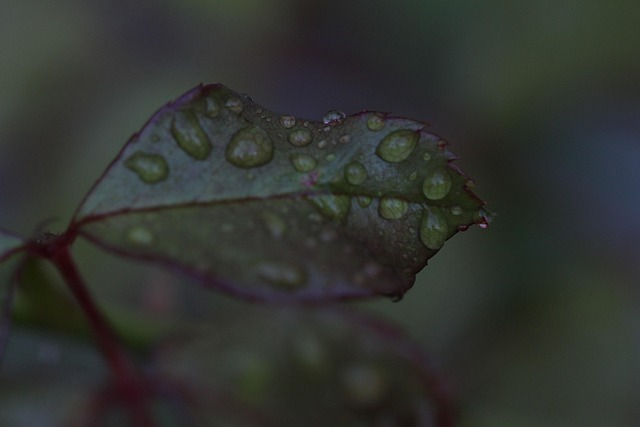 Free Leaf Water Droplets photo and picture
