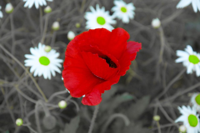 Free Red Black White photo and picture