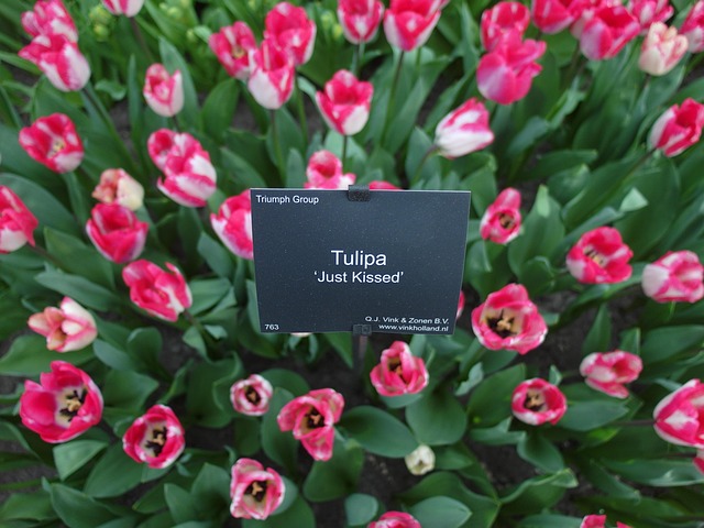  Tulpe Rosa - Kostenloses Foto auf Pixabay - Pixabay Motiv 