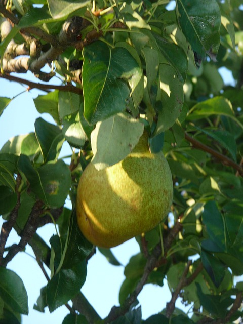 Free Pear Tree photo and picture
