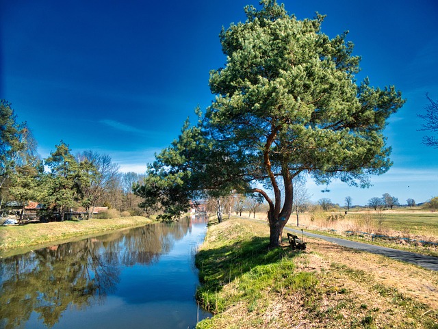 Free Tree Landscape photo and picture