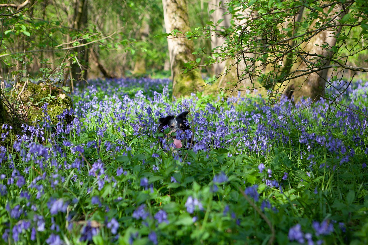 Picture of Dog In Bluebells Canine - Free photo on Pixabay - Pixabay
