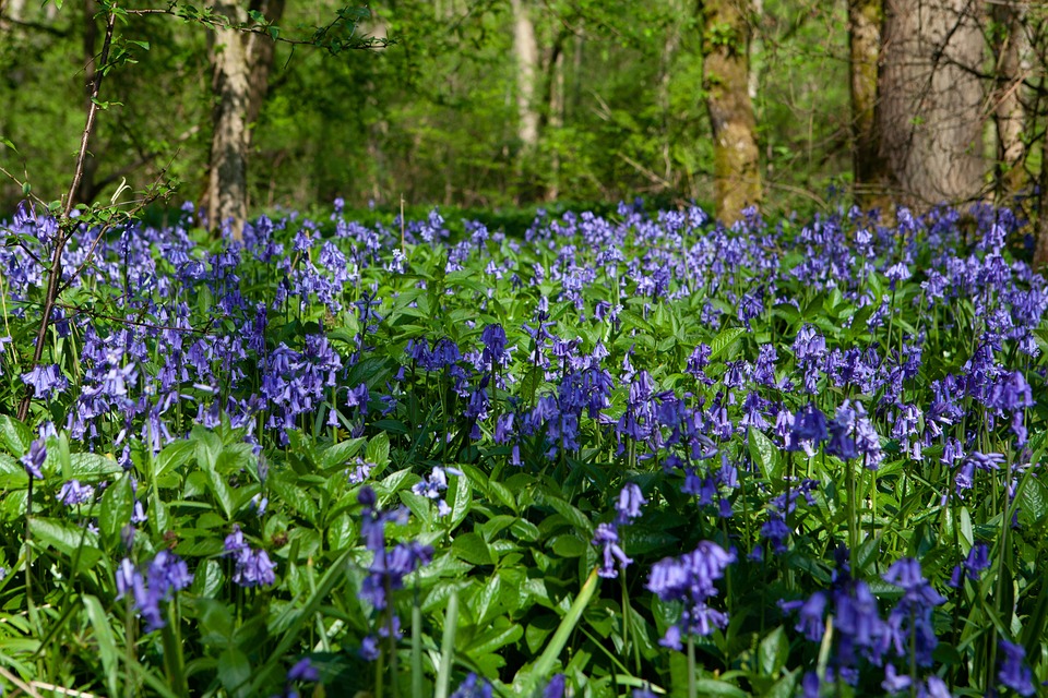 Bluebell森林 Bluebell花 ブルーベル Pixabayの無料写真