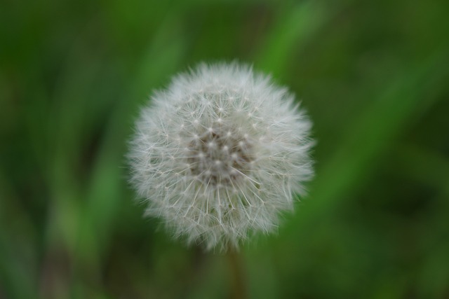 Free Dandelion Seeds photo and picture