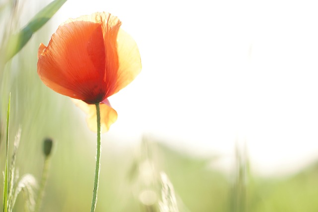 Free Poppy Hd Wallpaper photo and picture