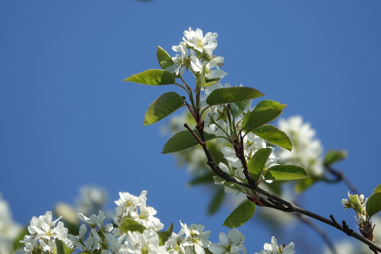Blossom Krentenstruik Ranting - Foto gratis di Pixabay - Pixabay