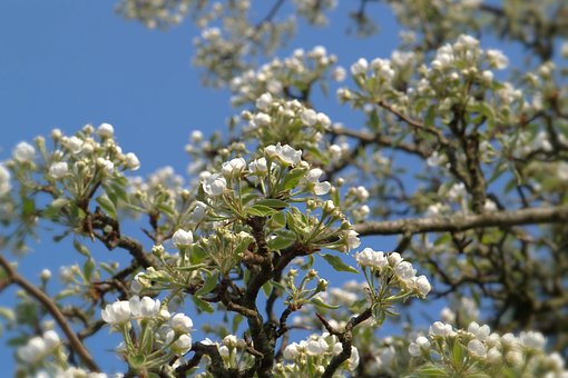 500以上の無料梨の花 花画像