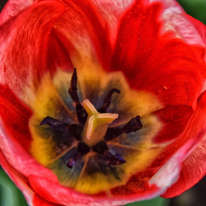 Tulip, Hdr, Macro, Rood, Gele, Bloesem, Tuin