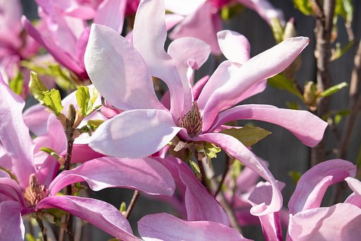 Free Magnolias Blossoms photo and picture