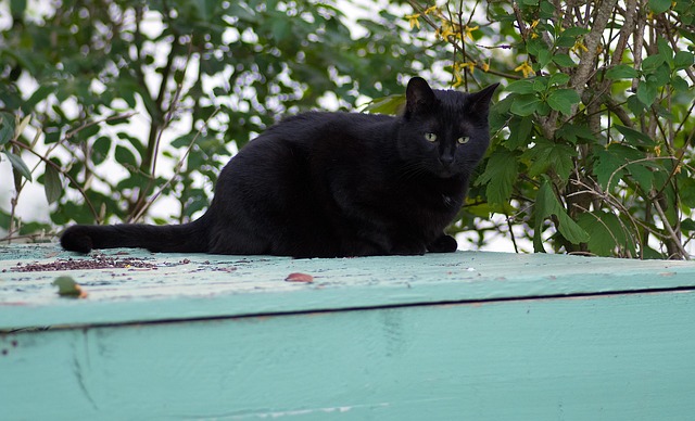 Free Cat Black photo and picture