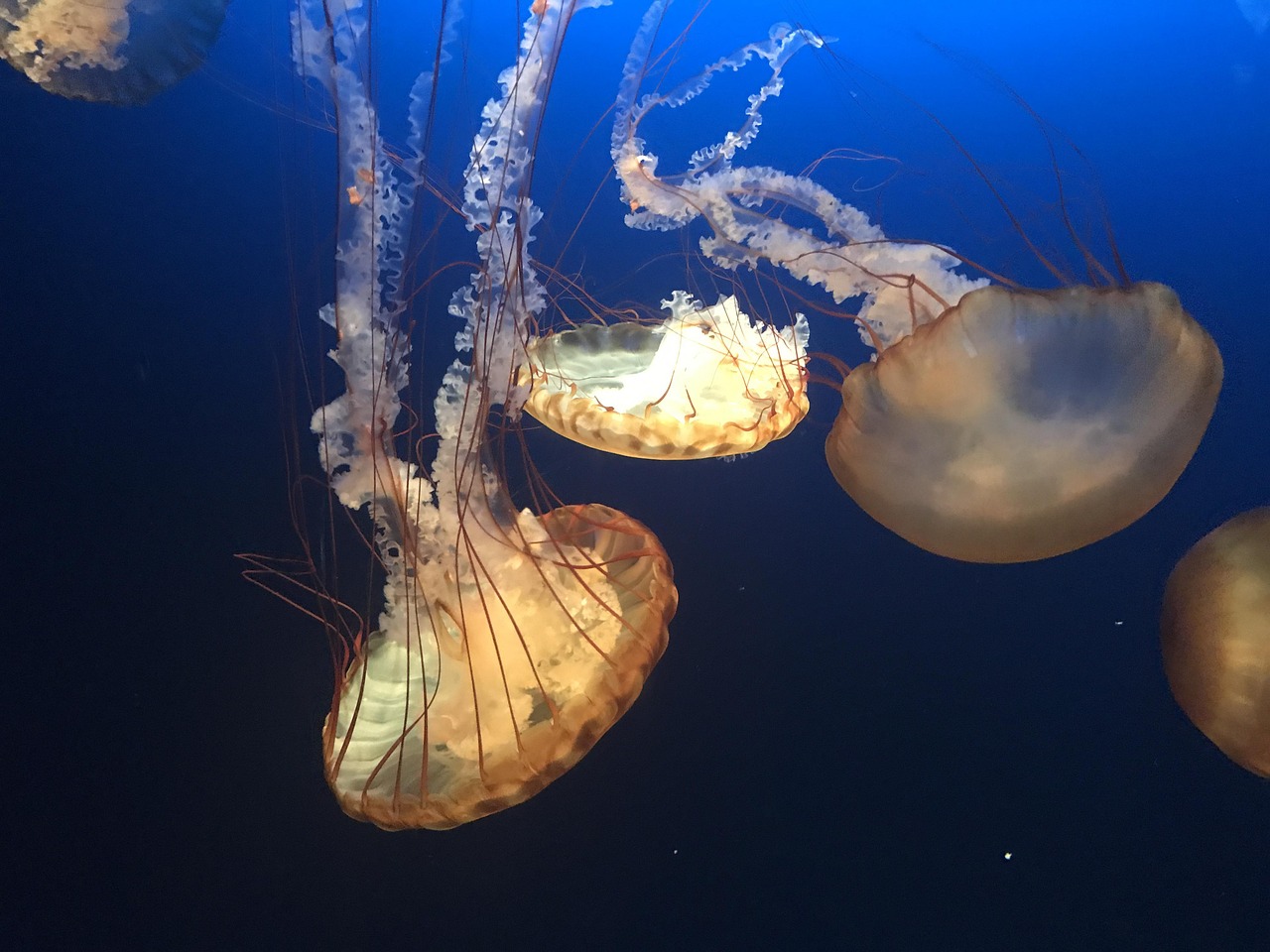 クラゲ 深海 例 | 深海 クラゲ 光る _ 行動的体温調節の観点から見た海産魚の採餌戦略 – YQTG