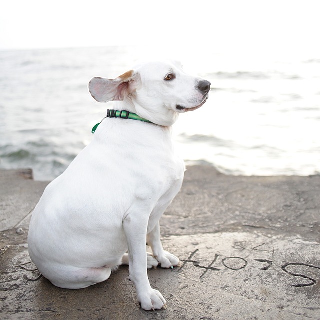 Hund, Hunde, Kæledyr, Natur, Dyr, Doggy